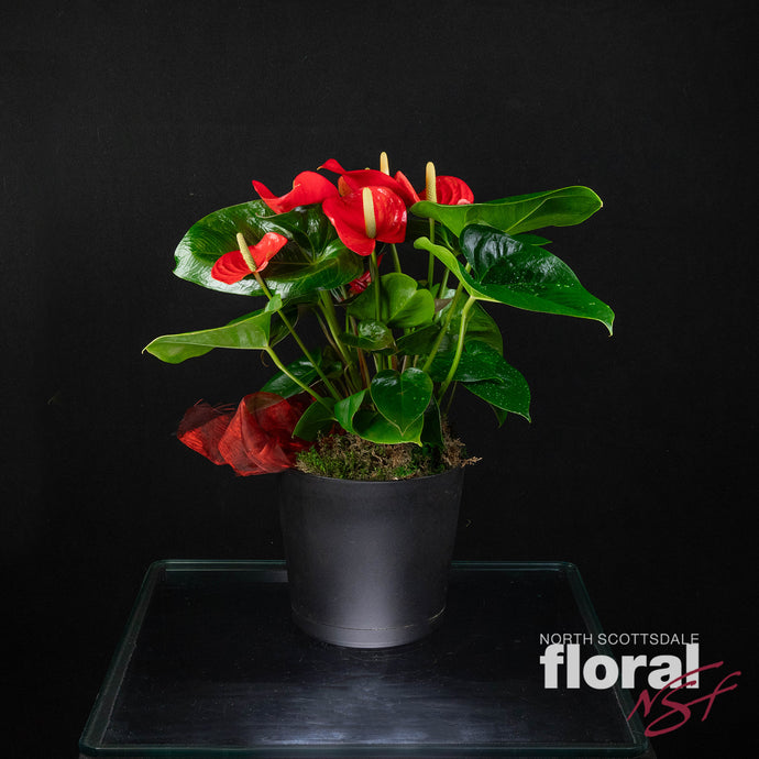 Anthurium