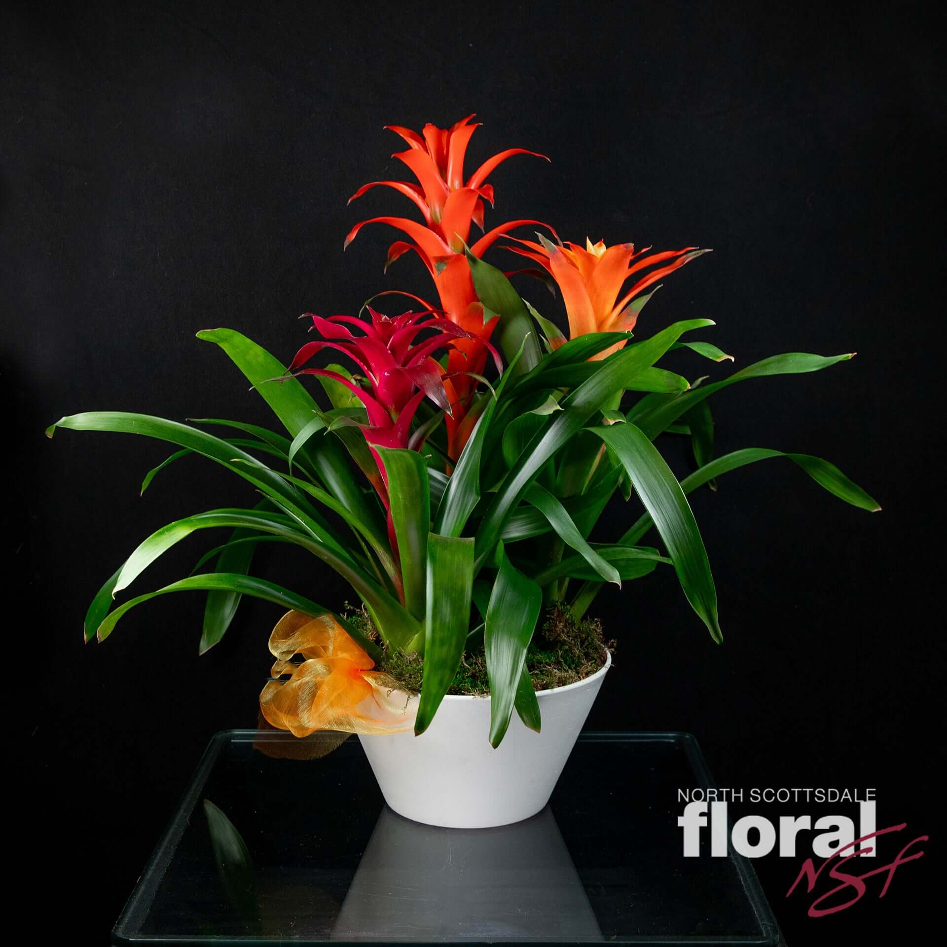 Triple Bromeliad | Scottsdale Florist