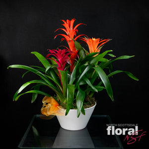 Triple Bromeliad