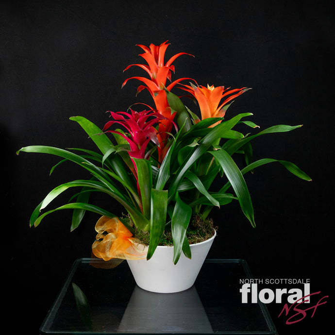 Triple Bromeliad