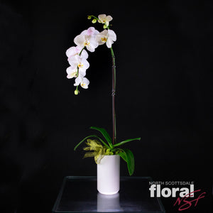 Single Orchid