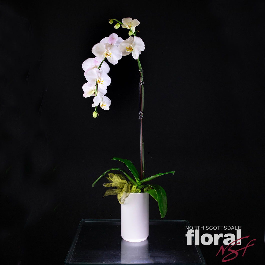 Single Orchid