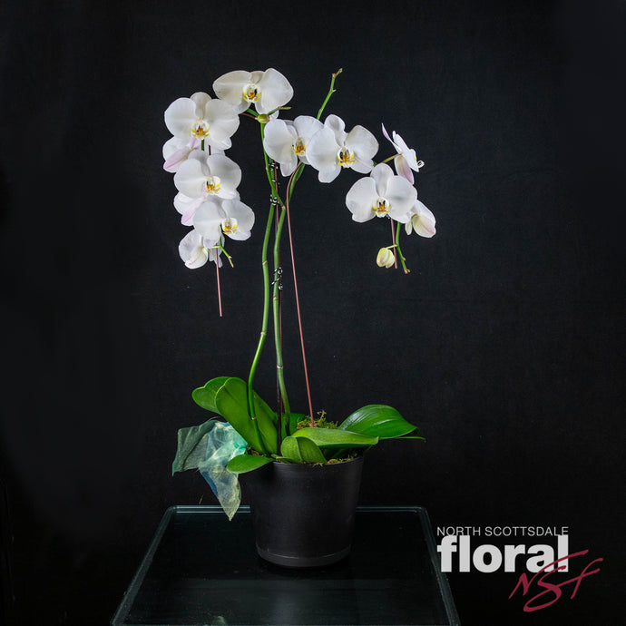Double Orchids