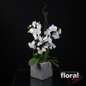 Contemporary Orchid Planter