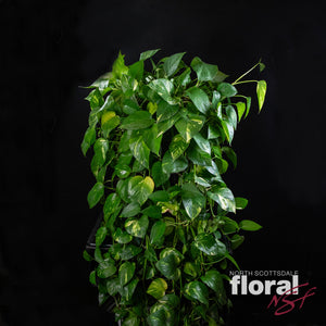 Golden Pothos