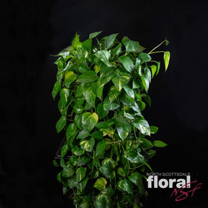 golden pothos seeds Golden Pothos