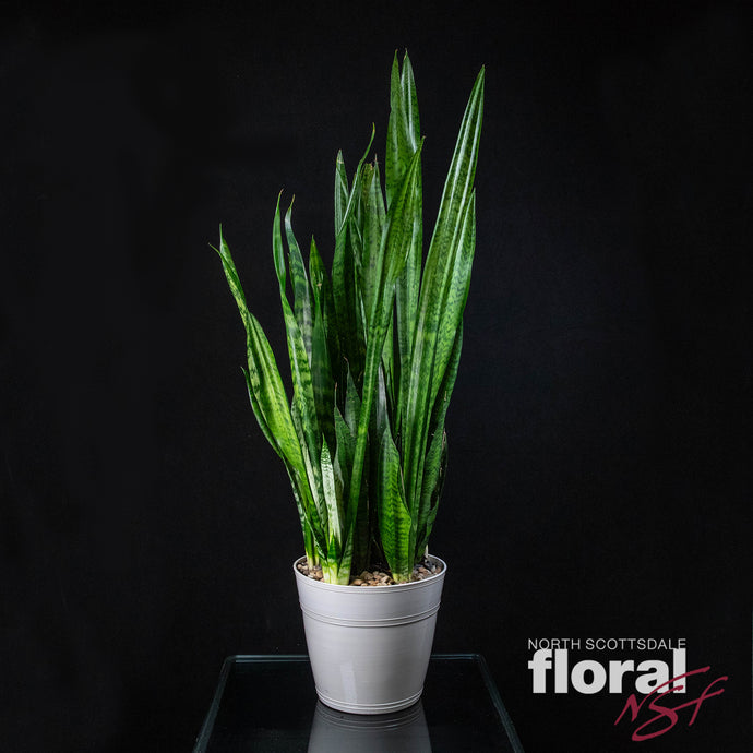 Sansevieria