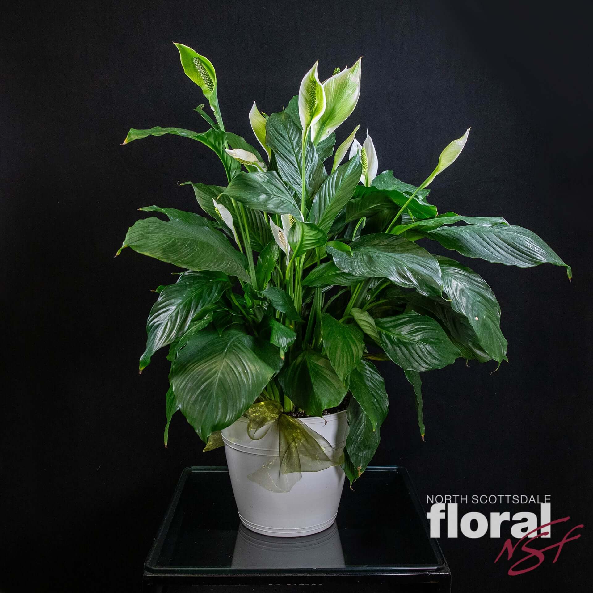 can peace lily grow in water Spathiphyllum Lily - Peace Lily