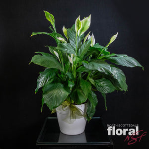 Spathiphyllum Lily (Peace Lily)