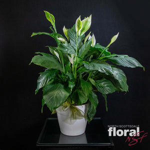 flowers similar to peace lily Spathiphyllum Lily (Peace Lily)