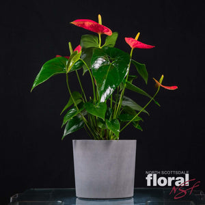 Anthurium