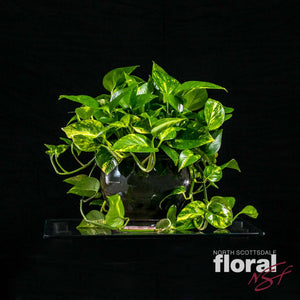 Golden Pothos