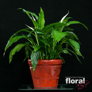 Spathiphyllum Lily (Peace Lily)